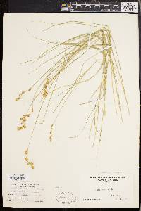 Carex straminea image