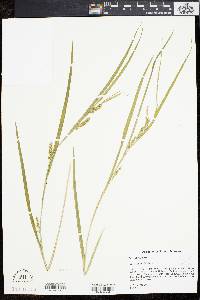 Carex striatula image