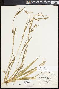 Carex striatula image