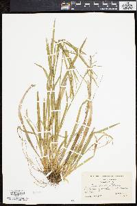 Carex striatula image