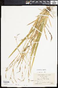 Carex striatula image