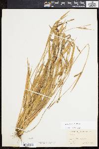 Carex striatula image