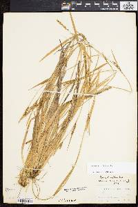 Carex striatula image