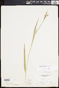 Carex striatula image