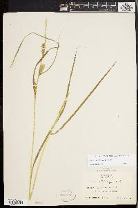 Carex trichocarpa image