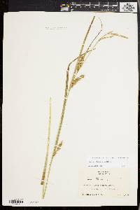 Carex trichocarpa image