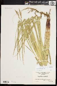 Carex trichocarpa image