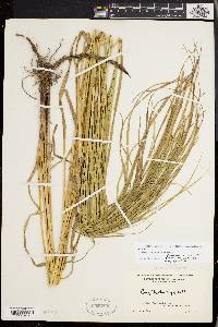 Carex trichocarpa image