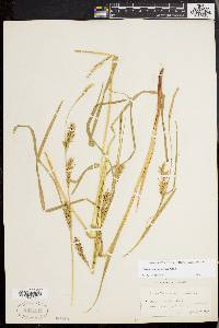 Carex trichocarpa image