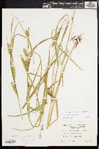 Carex trichocarpa image