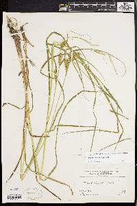 Carex trichocarpa image