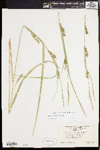 Carex trichocarpa image