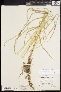 Carex trichocarpa image