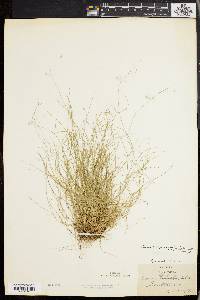 Carex trisperma image