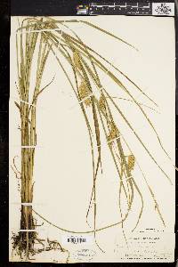 Carex tuckermanii image