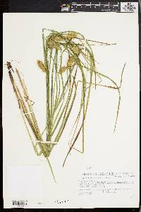 Carex tuckermanii image