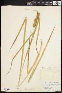 Carex typhina image