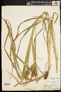 Carex typhina image