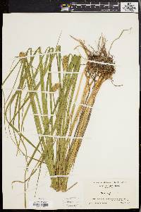 Carex typhina image