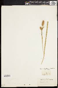 Carex typhina image