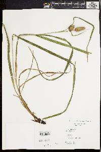 Carex typhina image