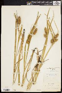 Carex typhina image