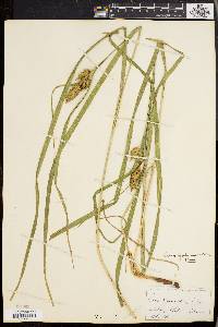 Carex typhina image