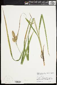 Carex typhina image