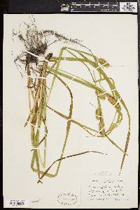 Carex typhina image