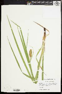 Carex typhina image