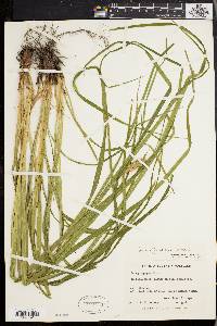 Carex typhina image