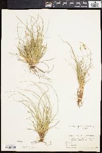 Carex umbellata image