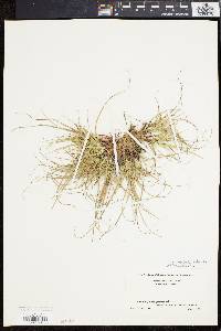 Carex umbellata image