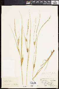 Carex vesicaria image