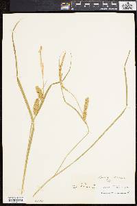 Carex vesicaria image