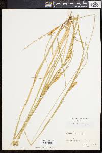 Carex vesicaria image