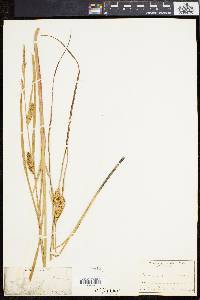 Carex vesicaria image