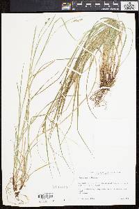 Carex swanii image