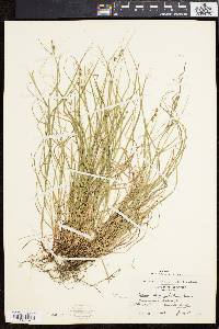 Carex swanii image