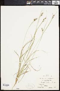 Carex swanii image