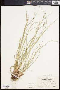 Carex swanii image