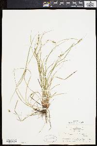 Carex swanii image