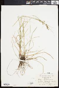 Carex swanii image