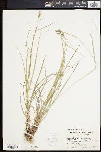 Carex swanii image