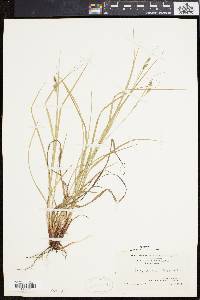 Carex swanii image