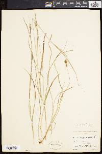 Carex swanii image