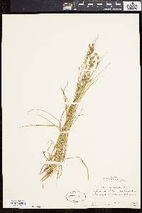 Carex swanii image