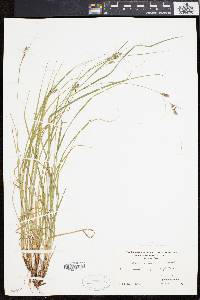 Carex swanii image