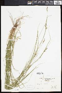 Carex swanii image