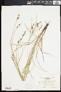 Carex swanii image